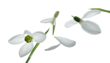Delicate white snowdrop flowers gracefully floating against a pristine white background, symbolizing the fresh arrival of spring and natural beauty with ethereal charm