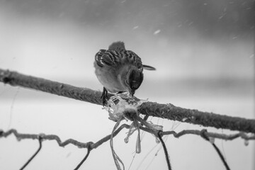 Bird pecking at ice closeup during freezing winter weather in Texas nature.