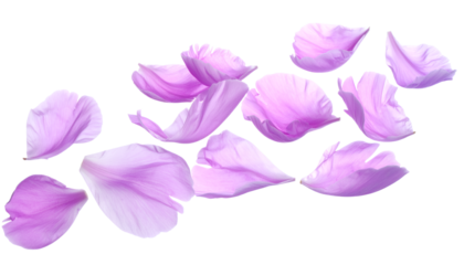 A beautiful set of fresh pink and purple flower petals gently falling and floating, isolated on a clean white background