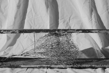 Abstraction concept with plant against black and white cloth background.