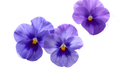 Three beautiful purple pansy flowers with detailed petals and a yellow center isolated against a pure white background, a concept of spring and botany