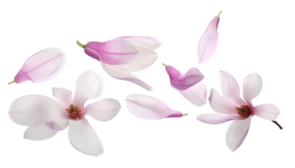 Delicate pink and white magnolia blossoms with scattered petals gracefully arranged on a pristine white background, evoking feelings of spring, freshness, and natural beauty in a vibrant display
