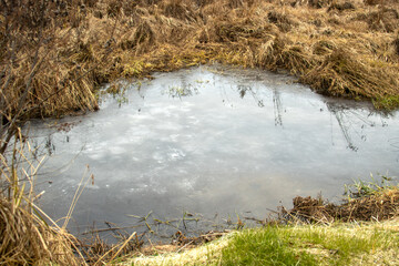 An icy pond in a wetlands swamp in autumn