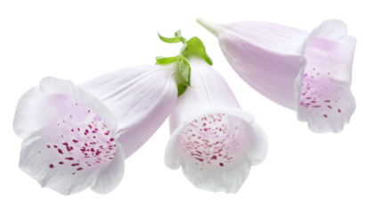 A delicate cluster of pale pink foxglove flowers with detailed purple speckles, isolated on a pure white background