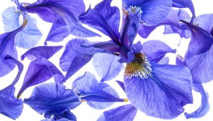 Vibrant blue and purple iris petals delicately scattered across a pristine white background, creating a mesmerizing natural pattern of floral beauty and elegance for tranquil designs