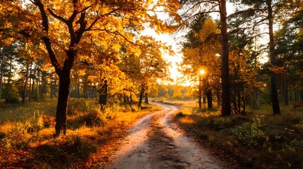 Obraz premium Golden Autumn Forest Path at Sunset with Vibrant Foliage and Warm Light.