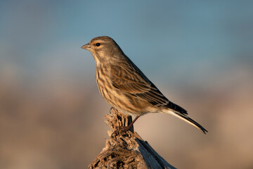 Close up of  linnet bird resting to an old dried tree. Brown feathers with red spots. Carduelis cannabina, Linaria cannabina. Common linnet.
