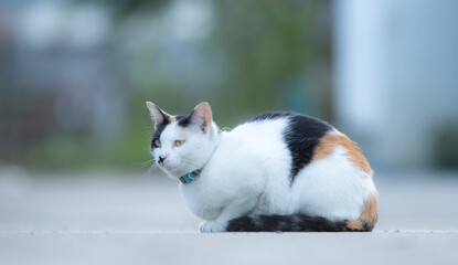 cute cat sitting on the floor in the garden with green background © Champ