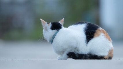 cute cat sitting on the floor in the garden with green background © Champ