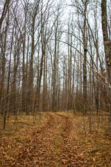 Fototapeta premium A leafy trail winding through the trees in the autumn forest