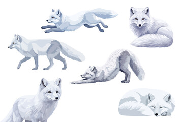 Arctic Fox Illustration in Flat Vector Style with Detailed Fur on White Background