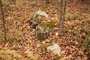 A group of boulders covered with moss on the leafy floor of the autumn forest