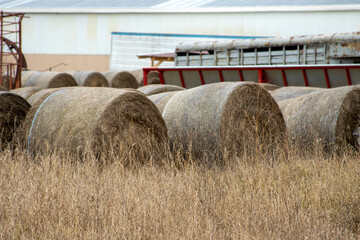 hay bales in the field