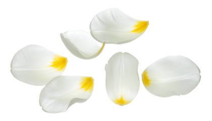 Delicate white tulip petals with a hint of yellow at the tips, arranged in a scattered pattern on a white background