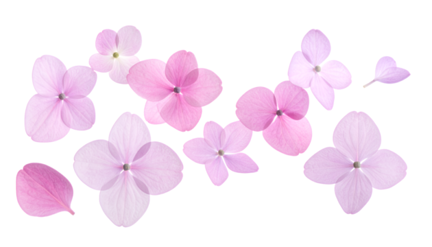 Delicate Pastel Pink Hydrangea Blossoms Scattered Across a White Background