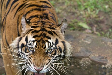 the face of an angry sumatran tiger