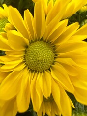 yellow flower background