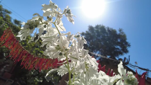 The blooming white flower looks very beautiful on the summer day when the sun is shining.