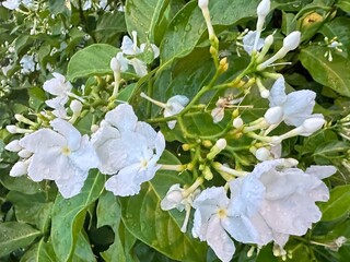 apple tree flowers