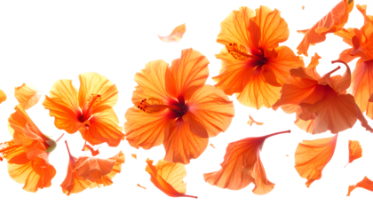 Vibrant orange hibiscus flowers captured in a dynamic composition with petals scattering in the breeze