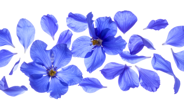 Beautiful blue flower petals scattered across a white background, creating a delicate and airy floral border design