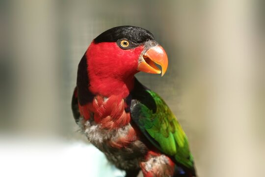 close up of a beautiful lorius lory