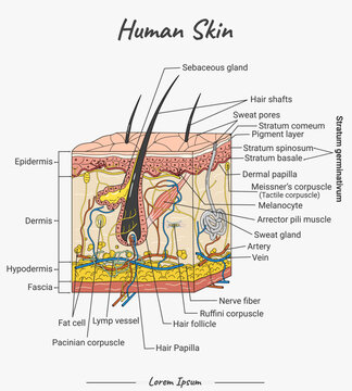 Human Hair Follicle and Skin Anatomy Cross Section Vector Illustration