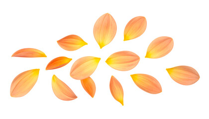 Scattered Orange and Yellow Flower Petals on a White Background, Delicate and Evocative