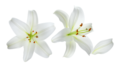 Two delicate white lilies, one with a fallen petal, set against a clean white background, perfect for elegant designs