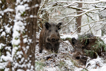 Wild boar in the forest in winter. Portrait of a wild boar.