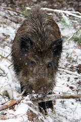 Wild boar in the forest in winter. Portrait of a wild boar.
