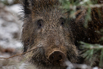 Wild boar in the forest in winter. Portrait of a wild boar.