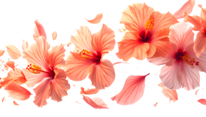 Vibrant Coral Hibiscus Flowers in Motion with Petals Dancing in the Wind, A Symphony of Nature's Beauty