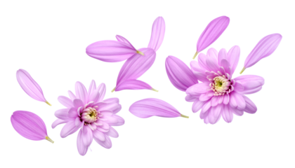 Delicate pink daisy flowers and petals scattered artfully against a clean white background, evoking springtime beauty and floral elegance