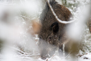 Wild boar in the forest in winter. Portrait of a wild boar.