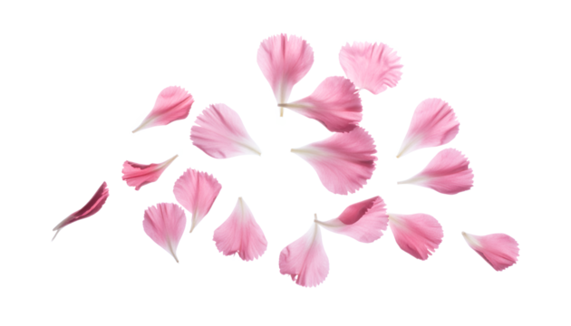 Delicate pink flower petals scattered gracefully across a clean white background, creating a soft and elegant display