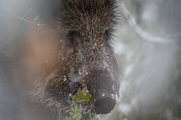 Wild boar in the forest in winter. Portrait of a wild boar.