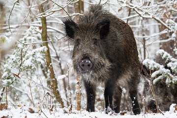 Wild boar in the forest in winter. Portrait of a wild boar.