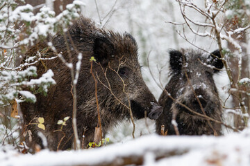 Wild boar in the forest in winter. Portrait of a wild boar.