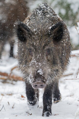 Wild boar in the forest in winter. Portrait of a wild boar.