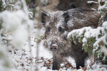 Wild boar in the forest in winter. Portrait of a wild boar.
