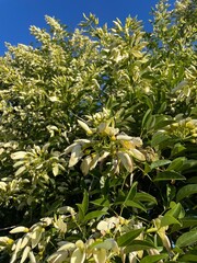 Árbol de Ceibo blanco