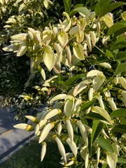 Erythrina crista-galli var