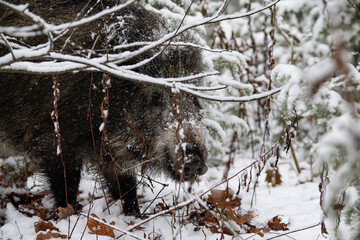 Wild boar in the forest in winter. Portrait of a wild boar.