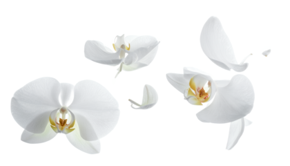 Elegant white orchid blossoms gracefully float and fall, capturing the delicate beauty and serene purity of nature's ephemeral artistry, symbolizing peace and renewal