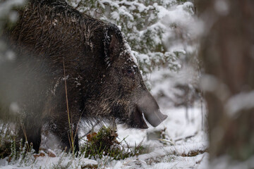 Wild boar in the forest in winter. Portrait of a wild boar.