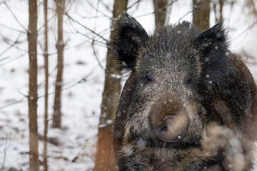 Wild boar in the forest in winter. Portrait of a wild boar.