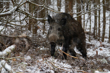 Wild boar in the forest in winter. Portrait of a wild boar.
