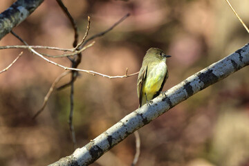 Eastern phoebe small black songbird with yellow belly, perched on limb against blurry fall background. 