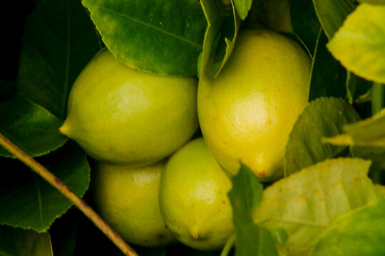 Fresh limes raw green lemons hanging on a lime tree. Green citrus lemon fruit and green leaves in garden. Citrus Limon grows on a tree branch. Lime tree garden and healthy food concept.	 - Powered by Adobe